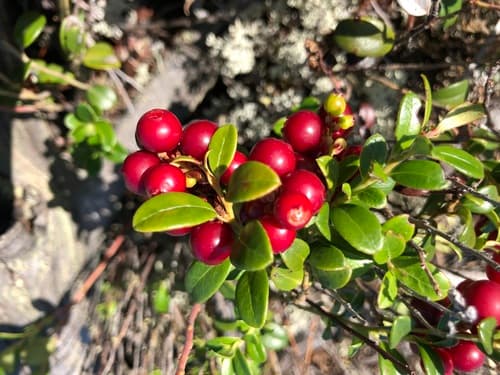 Cowberry (Vaccinium vitis-idaea)