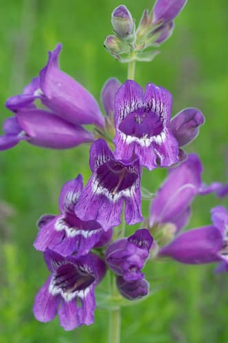 Wild Foxglove (Penstemon cobaea)