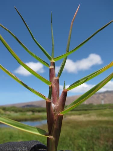 Biscuit Grass (Paspalum vaginatum)