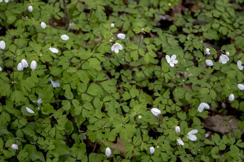 Eastern False Rue Anemone (Enemion biternatum)