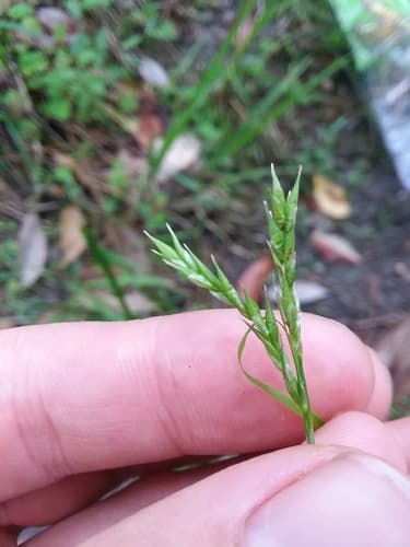 Darkgreen Sedge (Carex venusta)