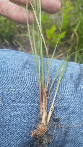 Carolina Fimbry (Fimbristylis puberula)