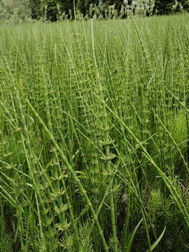 River Horsetail (Equisetum fluviatile)