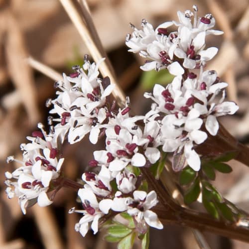 Pepper-and-salt (Erigenia bulbosa)