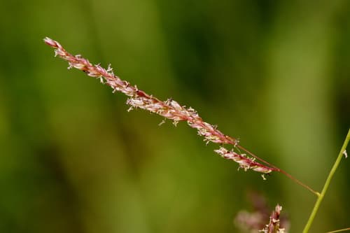 Prairie Grass (Sporobolus cryptandrus)