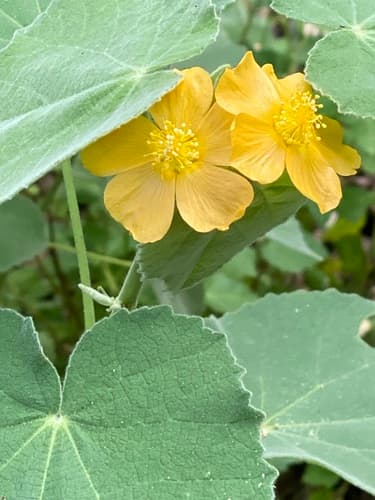 Chisos Mountain False Indian Mallow (Allowissadula holosericea)