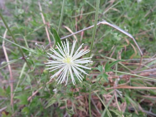 Texas Virgin's Bower (Clematis drummondii)