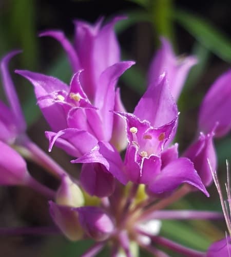 Hooker's onion (Allium acuminatum)