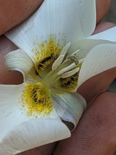 Leichtlin's Mariposa Lily (Calochortus leichtlinii)