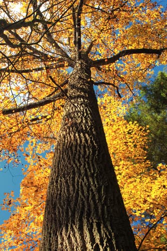 Tulip-poplar (Liriodendron tulipifera)