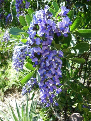 Texas Mountain Laurel (Dermatophyllum secundiflorum)