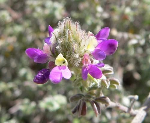 Gregg Dalea (Dalea greggii)