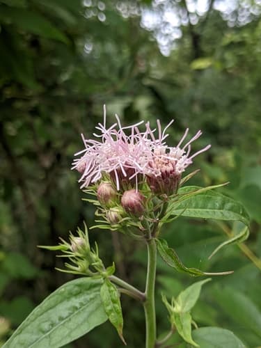 Flyr's nemesis (Brickellia cordifolia)