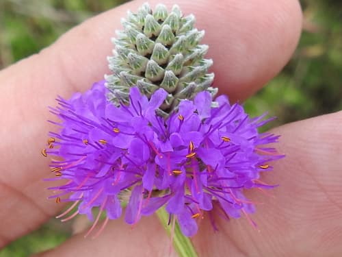 Compact Prairie Clover (Dalea compacta)