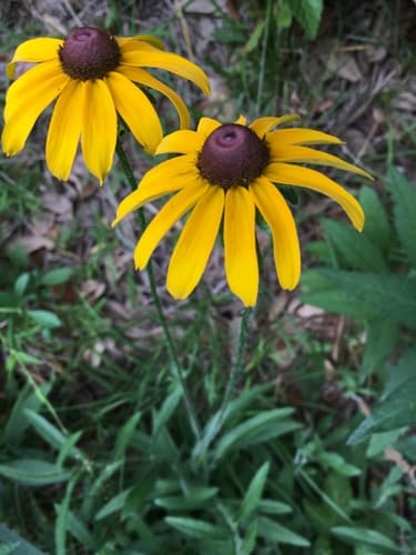 Black-eyed-susan (Rudbeckia hirta)