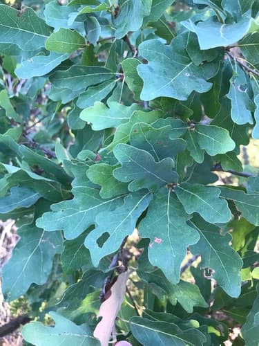 Lacey Oak (Quercus laceyi)