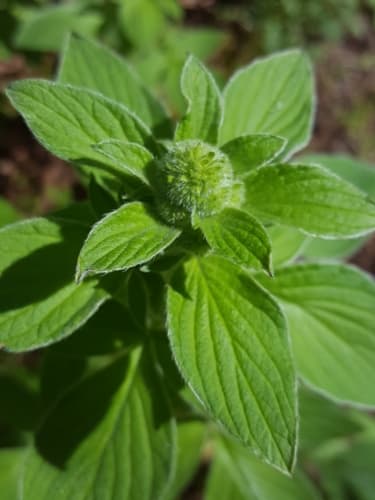 Shade Phacelia (Phacelia nemoralis)