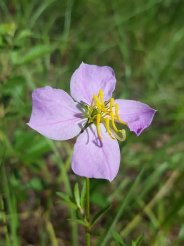 Dull Meadow-pitcher (Rhexia mariana)
