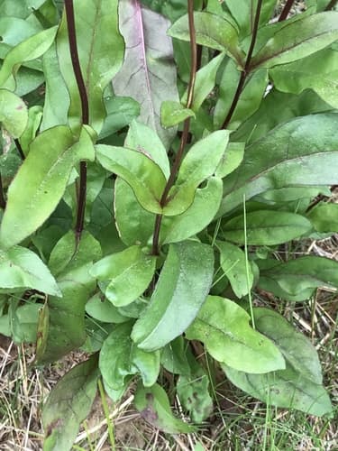 Talus Slope Penstemon (Penstemon digitalis)