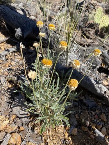 Stemless Four-nerve Daisy (Tetraneuris acaulis)