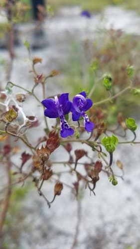 Bridges' and Orzell's Bluecurls (Trichostema bridgesii-orzellii)