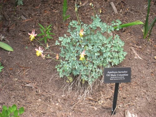 Barneby's columbine (Aquilegia barnebyi)