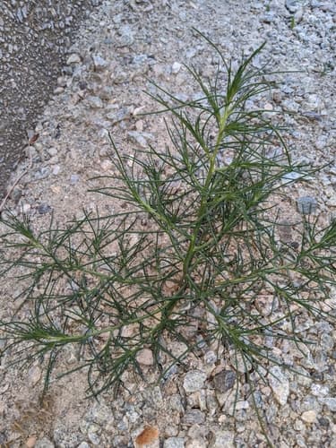 Prickly Russian Thistle (Salsola tragus)