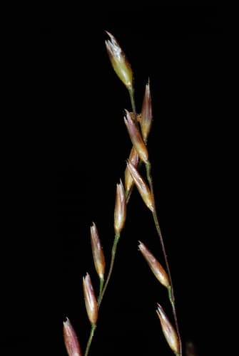 Pineywoods Dropseed (Sporobolus junceus)