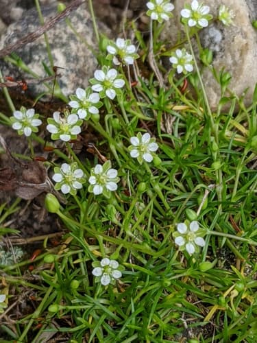 Alpine Pearlwort (Sagina saginoides)