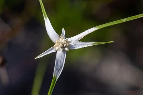 Whitetop Sedge (Rhynchospora colorata)