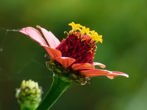 Zinnia (Zinnia elegans)