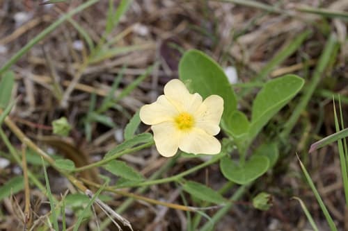 Showy Fanpetals (Sida lindheimeri)