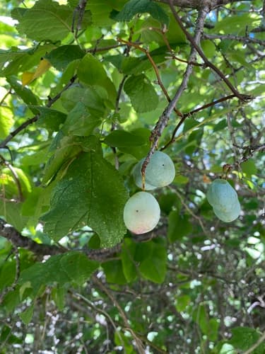Bigtree Plum (Prunus mexicana)