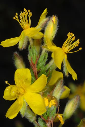 Pine Barren Goldenheather (Hudsonia ericoides)