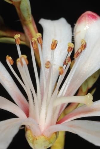 Tarflower (Bejaria racemosa)