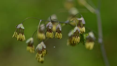 Early meadow-rue (Thalictrum dioicum)