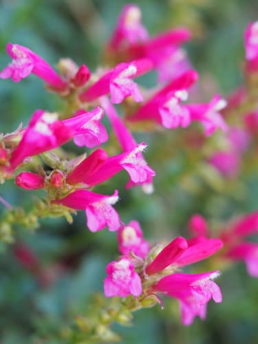 Mountain-pride (Penstemon newberryi)