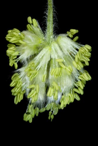 American beech (Fagus grandifolia)