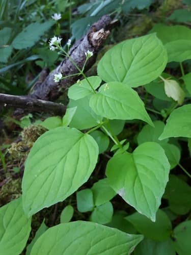 Small Enchanter's Nightshade (Circaea alpina)