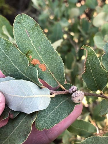 Mohr's Oak (Quercus mohriana)