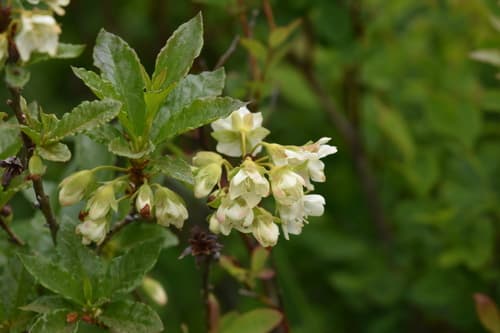White-flower Rhododendron (Rhododendron albiflorum)
