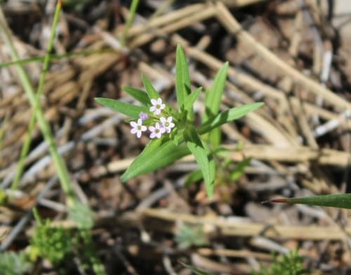 Tiny Trumpet (Collomia linearis)