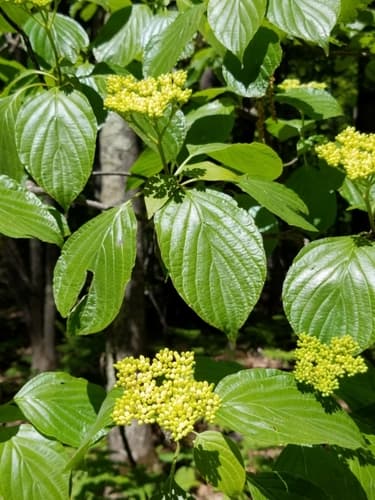 Alternate-leaf Dogwood (Cornus alternifolia)