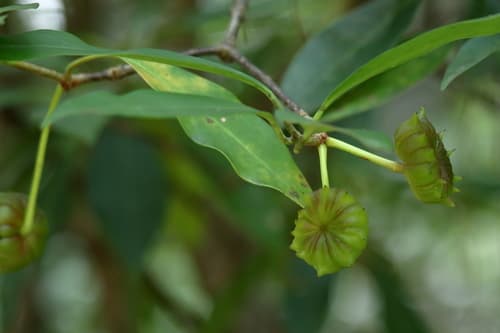 Florida anisetree (Illicium floridanum)
