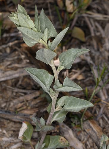Wedgescale Saltbush (Atriplex truncata)