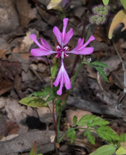 Red ribbons (Clarkia concinna)