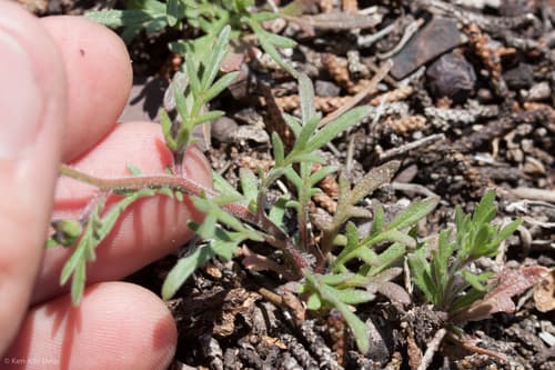 (Allophyllum gilioides)