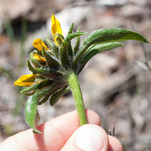 Diablo helianthella (Helianthella castanea)