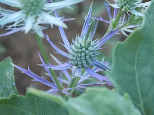 Hooker's Eryngo (Eryngium hookeri)