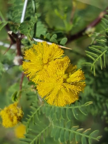 White Thorn Acacia (Vachellia constricta)